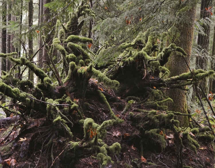 old-growth forest